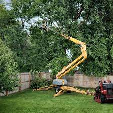 Best Tree Cabling and Bracing  in Danville, VA